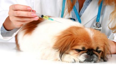 Photo of Conoce la importancia de vacunar a tu mascota