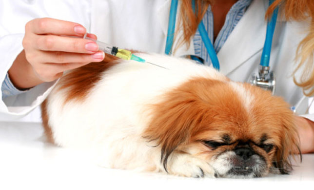 Conoce la importancia de vacunar a tu mascota