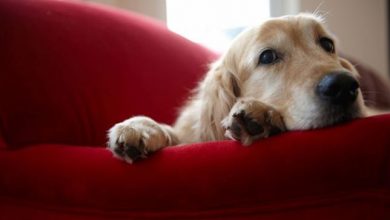 Photo of Consejos para dejar a tu mascota sola en casa