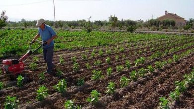 Photo of Cultivos organopónicos