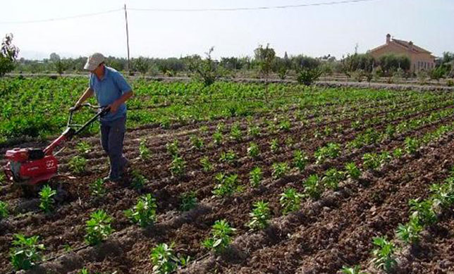 Photo of Cultivos organopónicos