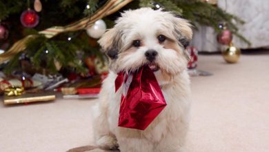 Photo of Cómo cuidar tu mascota en Navidad