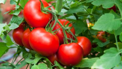 Photo of El Tomate y su cosecha