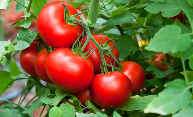 El Tomate y su cosecha