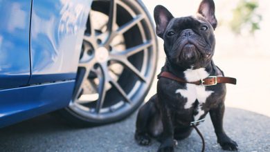 Photo of Viajar con mascotas en carro tienes sus trucos